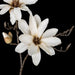 34" Giant Magnolia Silk Flower Stem -Cream/Brown (Pack of 6) - P181082