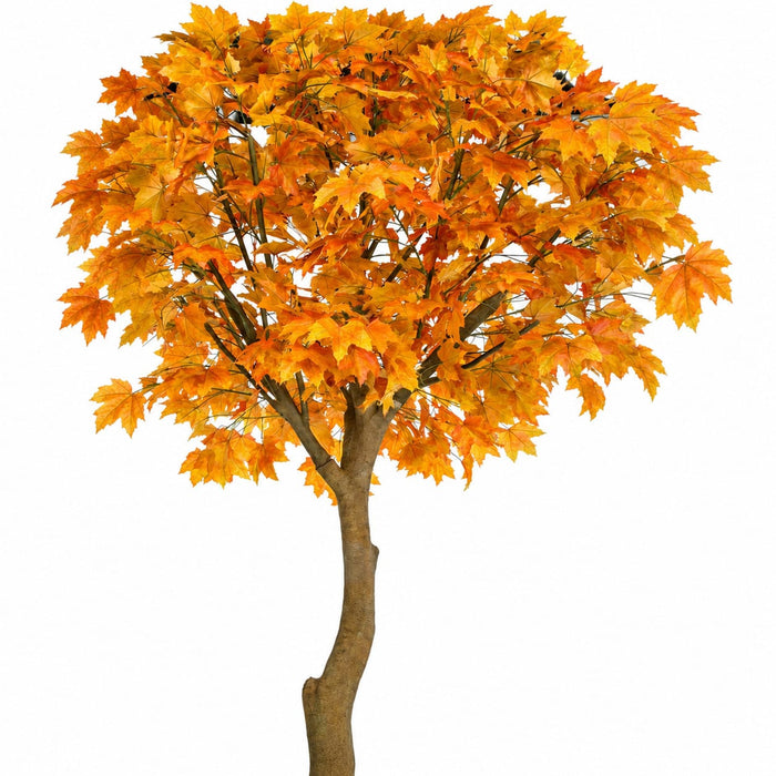 10'6" Large Silk Sugar Maple Tree w/Pot -Orange/Red - P181360