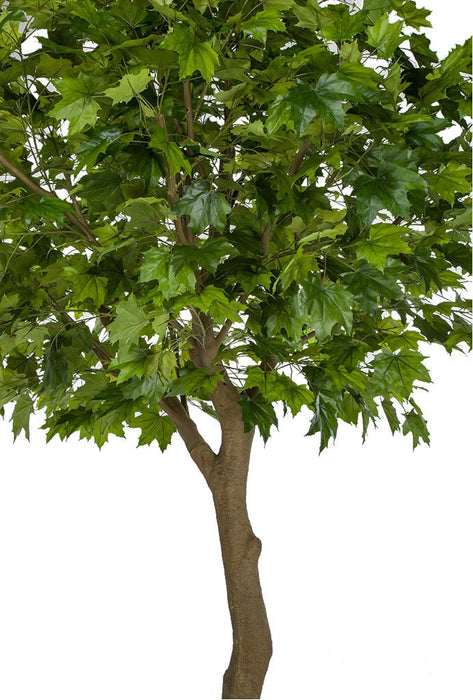 10'6" Large Silk Sugar Maple Tree w/Pot -2 Tone Green - P181365