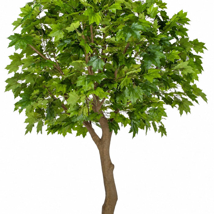10'6" Large Silk Sugar Maple Tree w/Pot -2 Tone Green - P181365