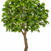 10'6" Large Silk Sugar Maple Tree w/Pot -2 Tone Green - P181365