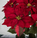 22" Velvet Poinsettia Artificial Flower Bush -Red (pack of 6) - P181530