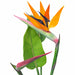36" Flowering Bird Of Paradise Silk Plant w/Pot -Orange/Green - P2460