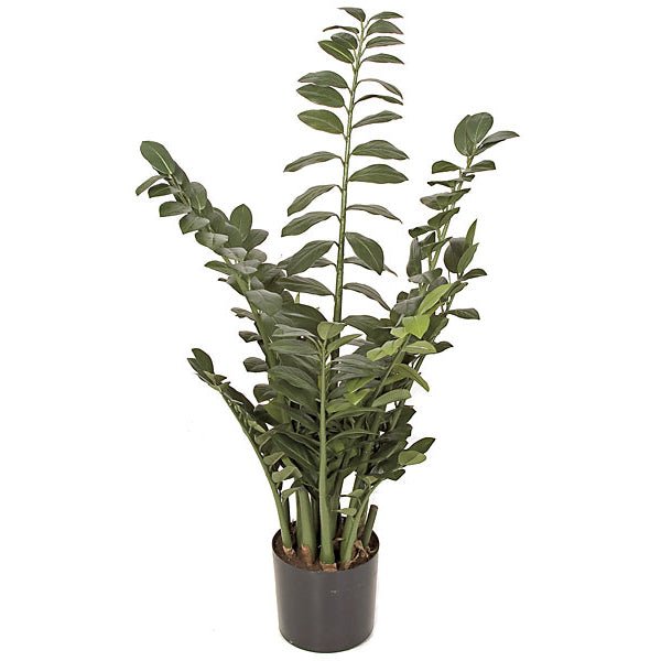 43" Zanzibar Gem Zamioculcas Succulent Artificial Plant w/Pot -Green - P-101710