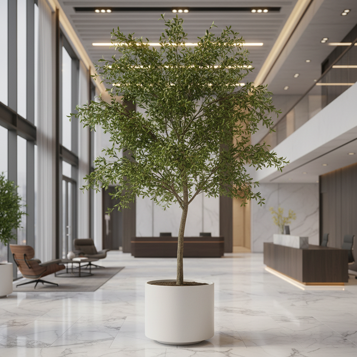 Shady Lady Olive Silk Tree - Commercial Setting