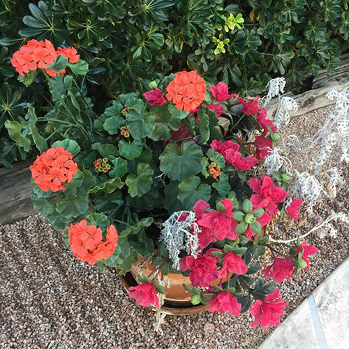 Flowering UV-Proof plants in an outdoor pot, reported as one year in full sun