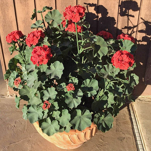 UV-Proof geraniums in an outdoor pot, reported as twelve years in full sun