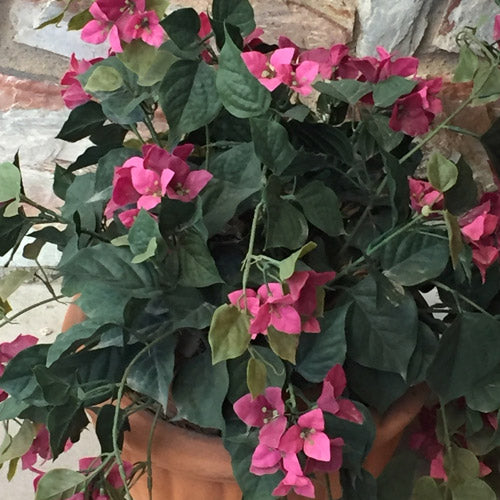 UV-Proof bougainvillea in a pot, reported as six years in full sun