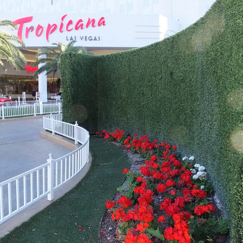The boxwood wall beside a flower border at the Tropicana in Las Vegas, photographed in 2015