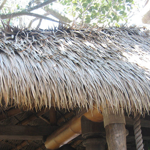 Close-up of the thatch roof in the case study, photograph dated 2014