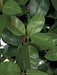8' Rubber Silk Tree w/Pot -Green - W140120