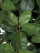 6' Rubber Silk Tree w/Pot & Air Roots -Green - W2370