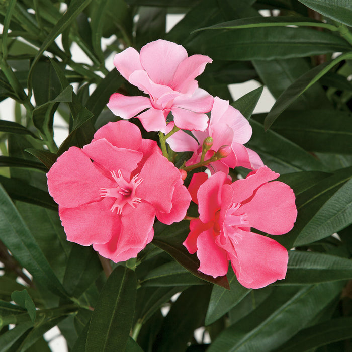 oleander indoor plant 4'6" Oleander Flower Silk Tree w/Pot -2 Tone Pink