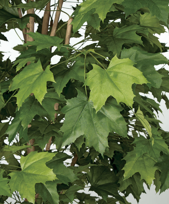 7'6" Sugar Maple Silk Tree w/Pot -Green - W140160