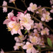 5'6" Cherry Blossom Flower Silk Tree w/Pot -Pink - W15001-5