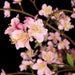 6'6" Cherry Blossom Flower Silk Tree w/Pot -Pink - W15002-5