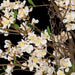 5'6" Cherry Blossom Flower Silk Tree w/Pot -Cream/White - W15001-0
