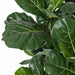 5'8" Fiddle Leaf Fig Artificial Tree w/Pot -Green - W160030