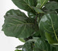5'8" Fiddle Leaf Fig Artificial Tree w/Pot -Green - W160030