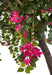 9' Silk Bougainvillea Flower Tree w/Pot -Fuchsia - W160050