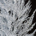 5'Hx24"W Custom-Made Alpine Ice Artificial Tree w/Pot -White/Black - W162005