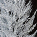 5'Hx24"W CUSTOM MADE Alpine Ice Artificial Tree w/Pot -White/Black - W162005