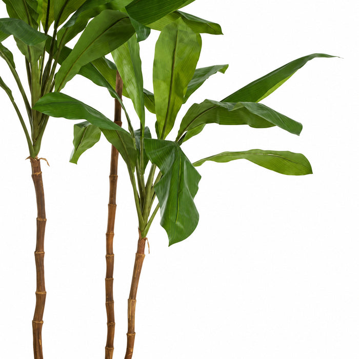 8' Triple Trunk Cordyline Tree w/Pot -2 Tone Green - W170030