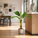 3' Banana Silk Plant w/Pot -Green (Pack of 2) - W2470