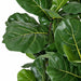 5'8" IFR Fiddle Leaf Fig Artificial Tree w/Pot -Green - WR160030